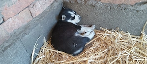 Szibériai Husky - kép 4