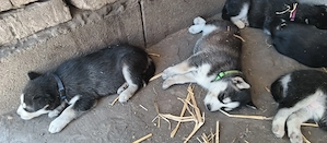 Szibériai Husky