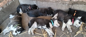Szibériai Husky - kép 2