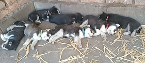 Szibériai Husky - kép 5