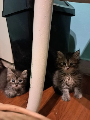 Maine coon jellegű kiscicák  - kép 4
