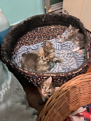 Maine coon jellegű kiscicák  - kép 6