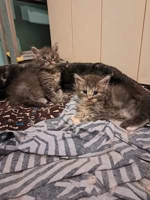 Maine coon jellegű kiscicák  - kép 2