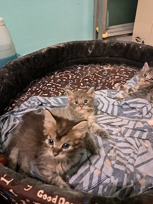 Maine coon jellegű kiscicák  - kép 5
