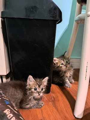 Maine coon jellegű kiscicák  - kép 3