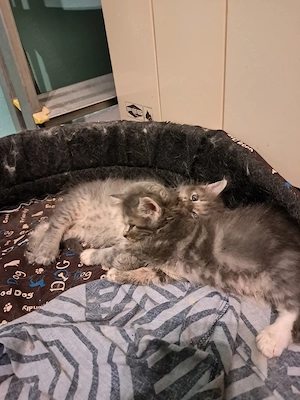 Maine coon jellegű kiscicák  - kép 9