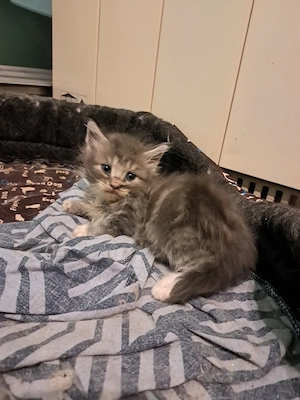 Maine coon jellegű kiscicák  - kép 7