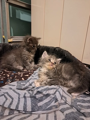 Maine coon jellegű kiscicák  - kép 8