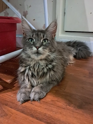 Maine coon jellegű kiscicák  - kép 10