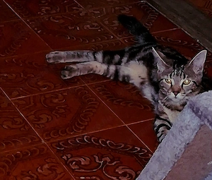 Ingyen  elvihető 8 hónapos  fél Maine coon 