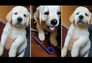 Golden retriever