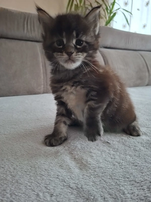 Main Coon cicák foglalózhatók