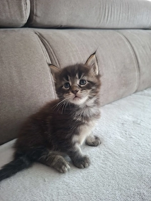 Main Coon cicák foglalózhatók