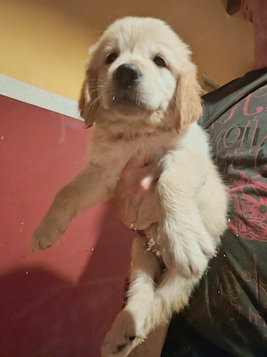 Golden retriever - kép 2