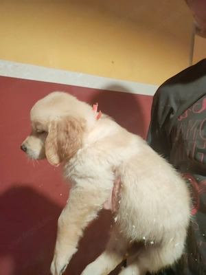 Golden retriever - kép 3