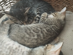 Beng li kever k cicusok - kép 2