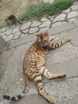 Beng li kever k cicusok - kép 3