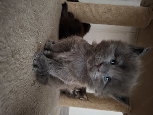 Gyönyörűséges Main Coon kandurka  - kép 10