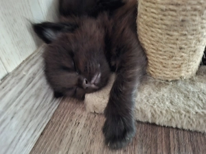 Main Coon cicák foglalózhatók