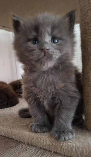 Main Coon cicák foglalózhatók