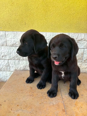 Labrador kiskutyák