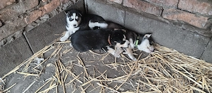 Szibériai Husky - kép 10