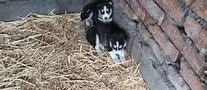 Szibériai Husky - kép 9