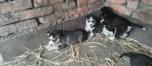 Szibériai Husky - kép 7