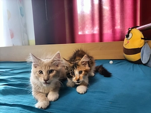 Maine coon 