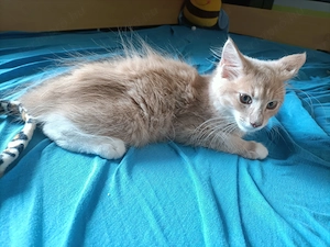 Maine coon  - kép 2