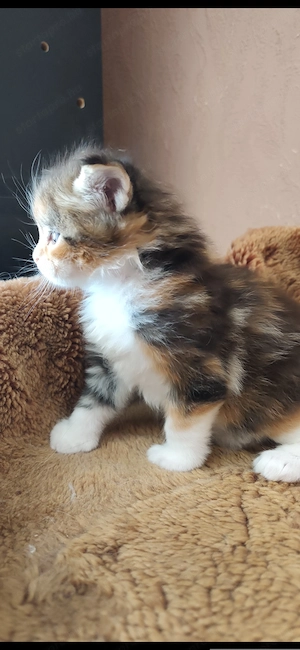Maine coon babák  - kép 4