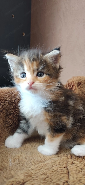 Maine coon babák  - kép 2