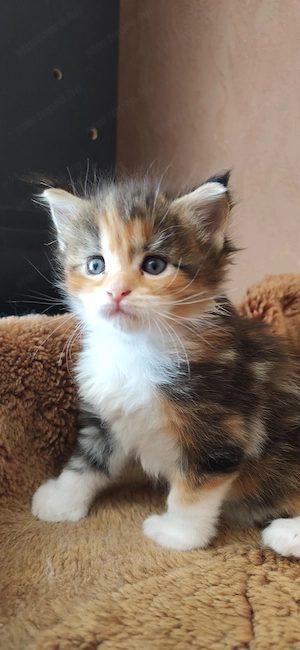 Maine coon babák  - kép 3