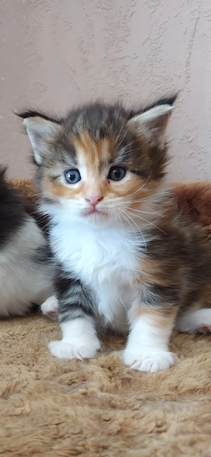 Maine coon babák 