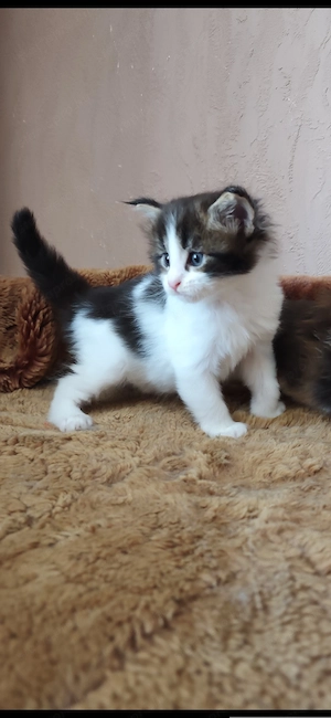 Maine coon babák  - kép 5