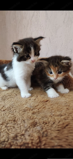 Maine coon babák  - kép 10