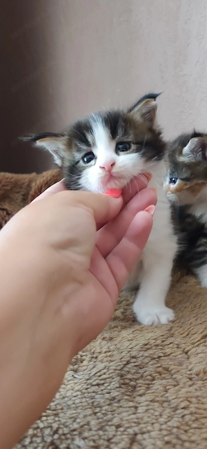 Maine coon babák  - kép 6