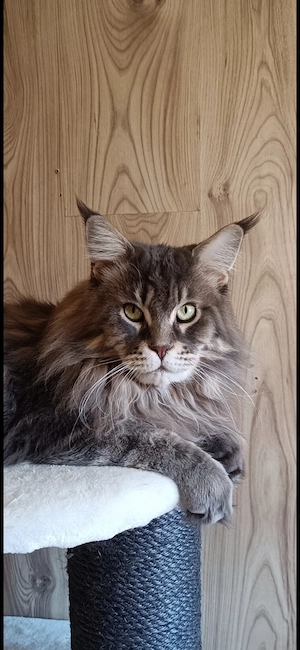 Maine coon babák  - kép 8