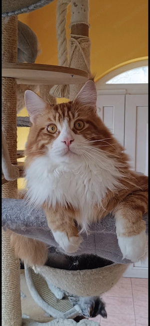 Maine coon babák  - kép 7