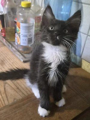 Törzskönyvezett szülőktől Maine Coon babyk foglalhatókak, elvihetőek!! - kép 3