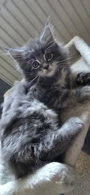 Maine Coon  Cicák foglalhatók!