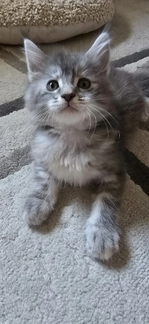 Maine Coon Cica szetető otthont keres! - kép 5