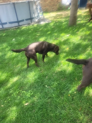 Labrador kölyök kutyák Előjegyezhetők. - kép 9
