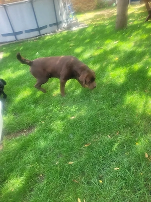 Labrador kölyök kutyák Előjegyezhetők. - kép 8