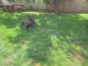 Labrador kölyök kutyák Előjegyezhetők. - kép 7