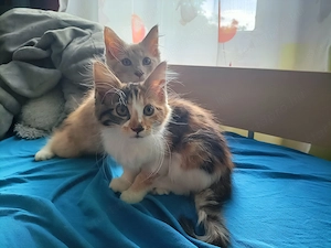 Maine coon  - kép 5