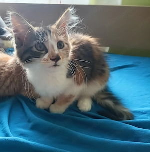 Maine coon  - kép 4