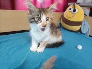 Maine coon  - kép 8
