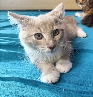 Maine coon  - kép 9