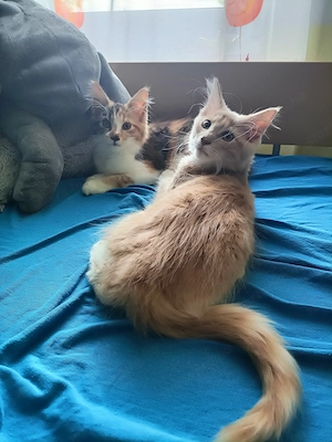 Maine coon  - kép 3